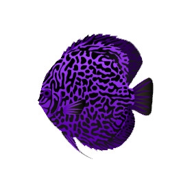 Purple and Black Discus